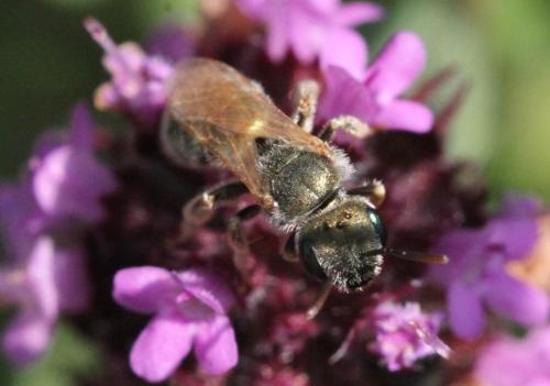 Seladonia submediterranea